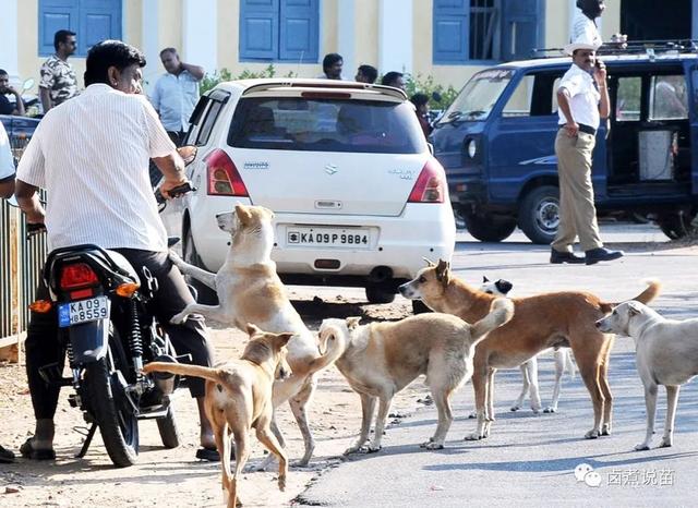 最新全球各个国家和地区的狂犬病分级