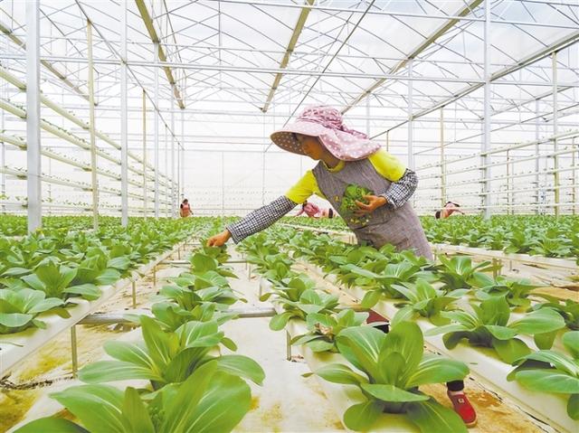立体种植 水培蔬菜