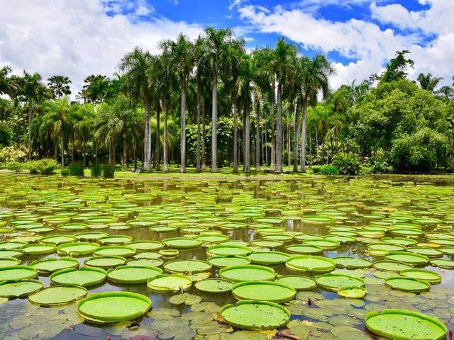 一直觉得西双版纳有份独特的神秘感 可能热带雨林跟外面的世界有天然的屏障，所以对它没有抵抗力。即使在新加坡呆得非常不喜欢湿热，每年还是喜欢去这么热的地方。  打卡地 ：园子分为西区和东区，西区都是规划好