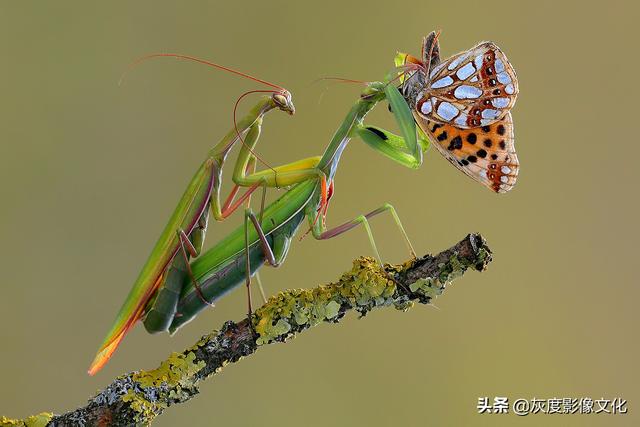 获奖欣赏丨动物是最可亲近的朋友，它们从不提问也从不指责