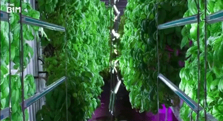 无需化肥农药，365天都能收获，科技正在把菜园子搬进城市