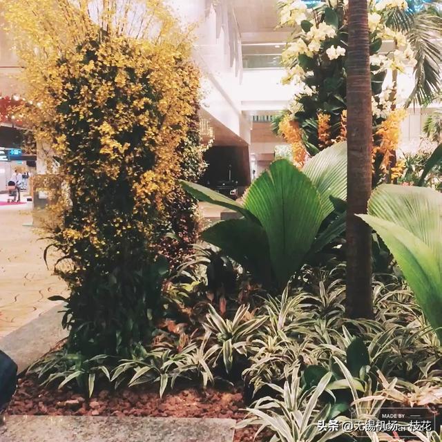 亚洲最美机场～新加坡樟宜机场