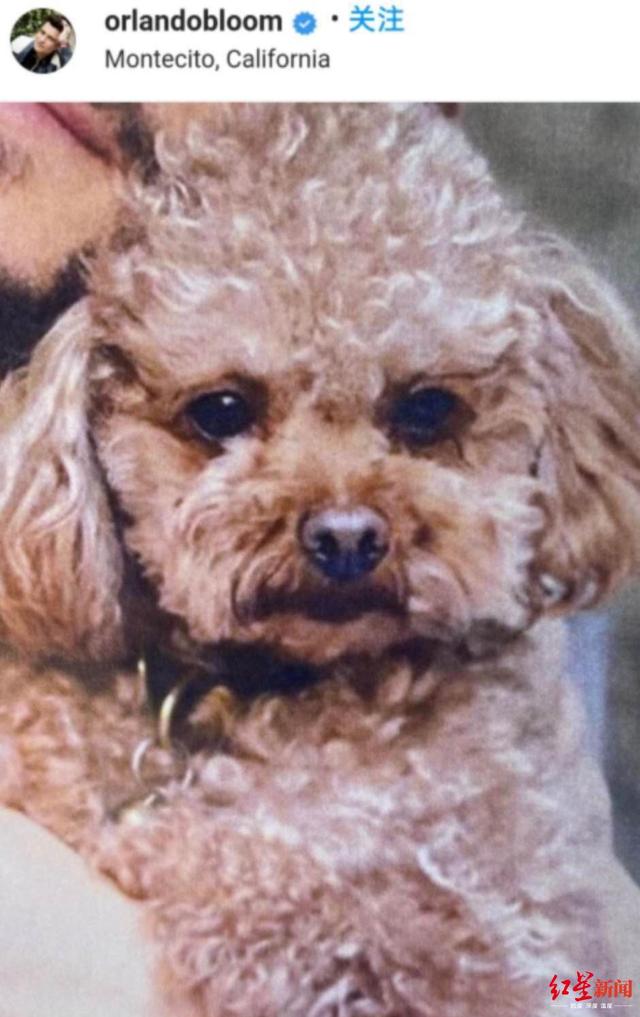 “精灵王子”的爱犬丢了！爱狗成痴的他，习惯给狗狗讲睡前故事