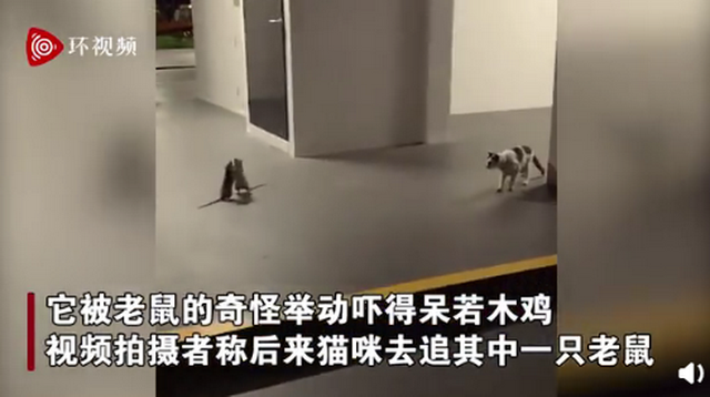 新加坡两只老鼠站立互殴一旁猫咪被吓傻，网友脑补剧情很搞笑