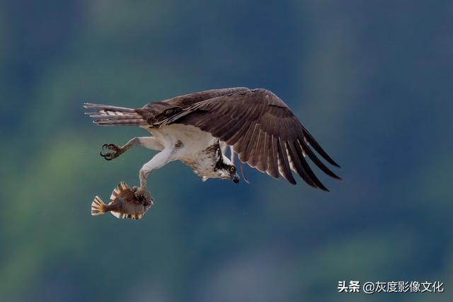 获奖欣赏丨动物是最可亲近的朋友，它们从不提问也从不指责