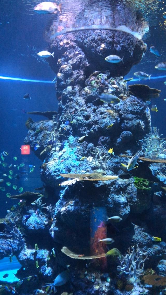 新加坡圣淘沙水族馆