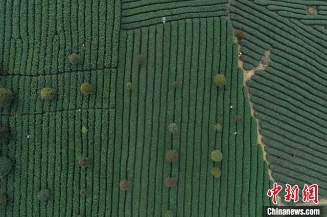 中国茶园种植面积第一省贵州 茶叶出口大增