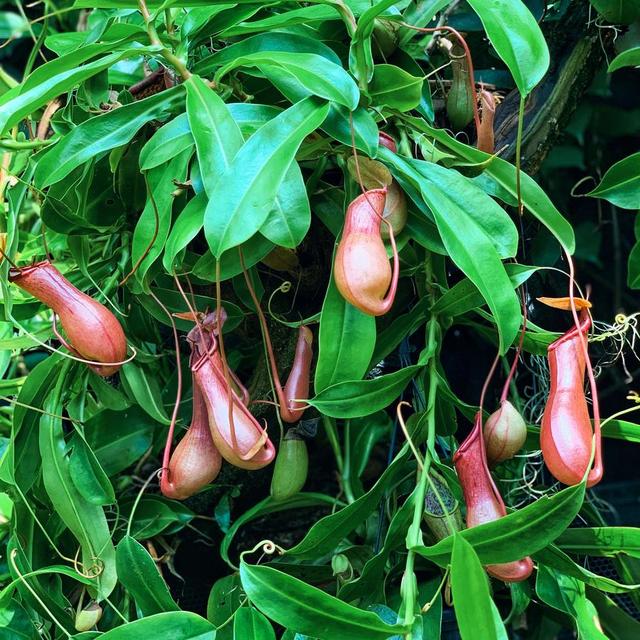 自然和谐美丽#素材 #新加坡 #植物园 #绿色