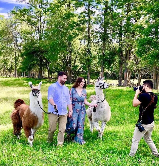 疫情之下，美国这个农场是如何通过一只羊驼实现自救的？