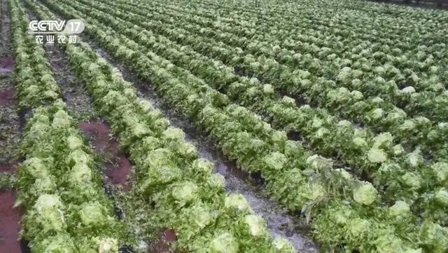 “生菜大王”线下年销十亿，却毅然决然转型做电商