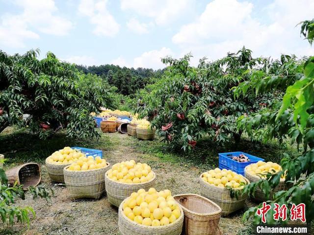 小桃子化身致富果 湖南炎陵黄桃上市在即预计产量达5.1万吨