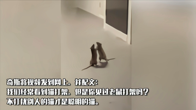 【#新加坡两只老鼠打架，猫咪在旁边围观#】
