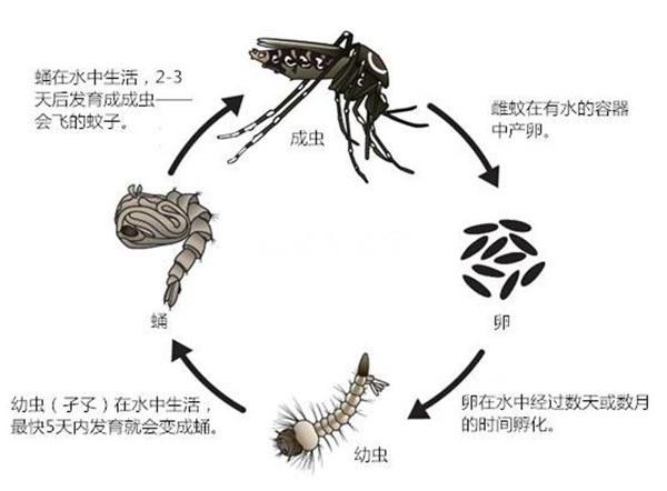 小小的蚊子，能传播80多种疾病，每年能“杀死”70万人