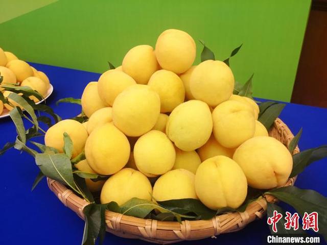 小桃子化身致富果 湖南炎陵黄桃上市在即预计产量达5.1万吨