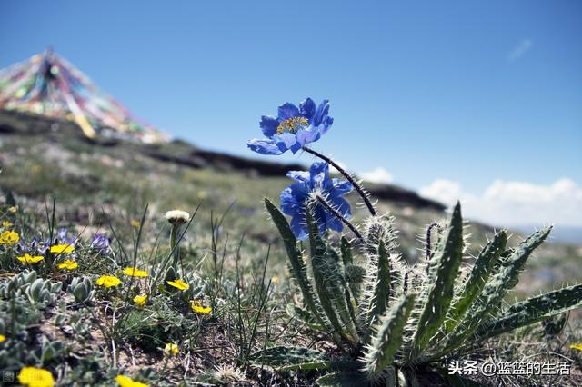 国花，一个国家的文化符号