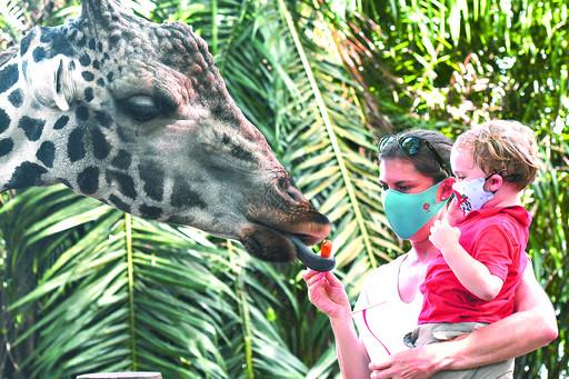 鹤壁看全球，游客戴着口罩在新加坡动物园喂长颈鹿