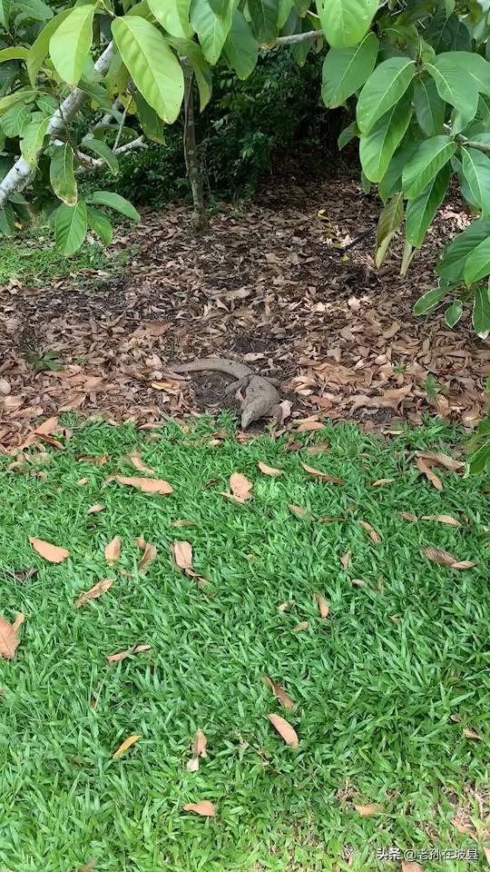 新加坡植物园大蜥蜴