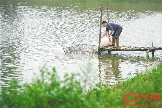 粤菜师傅“煮”出致富路 一条鱼也能串起产业链