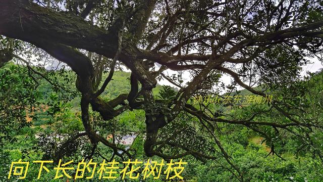 群山怀抱的澄坑村，漂亮的古屋保留着历史的烙印，古桥静卧小溪上