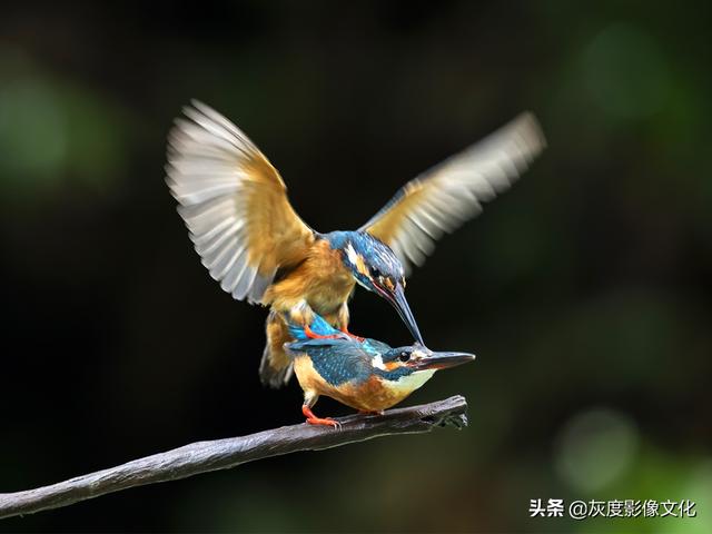 获奖欣赏丨动物是最可亲近的朋友，它们从不提问也从不指责