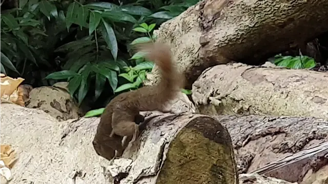 在新加坡看见野生小松鼠