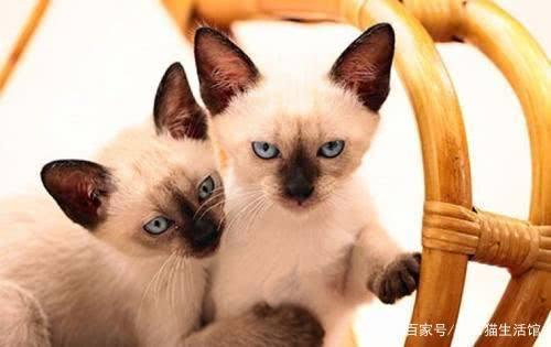 世界42种宠物猫，看看你能认识多少