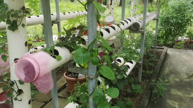 新加坡城市里的田园梦