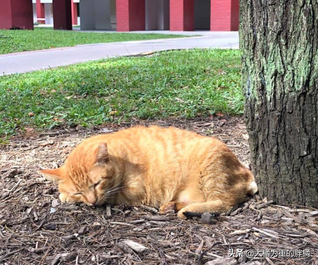 橘猫安稳生活十几年，却被2.5米长的蟒蛇“吞掉”，它先动的手