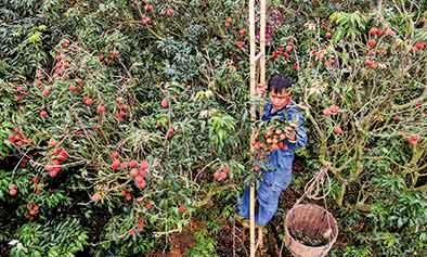 丰产不贱卖，大疫未滞销：广东荔枝菠萝上演“岭南逆行记”