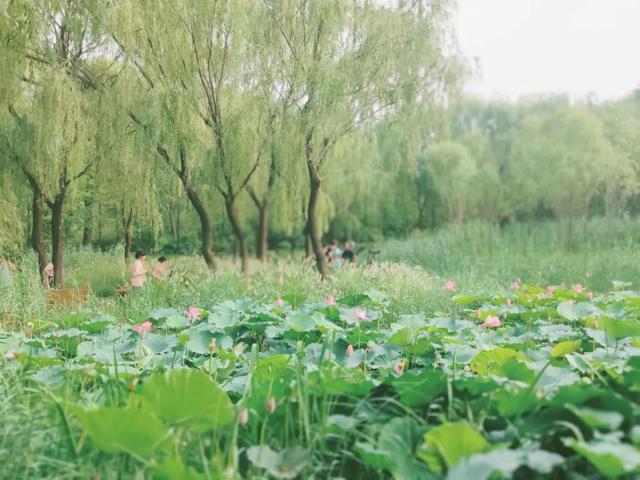 凉快还全免费！今夏一定要打卡的湖公园：挖沙呲水，拿网捞鱼，还有大草坪疯跑