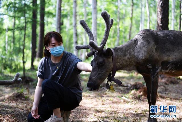 走向我们的小康生活｜走出山林奔小康——鄂温克族迎来新生活