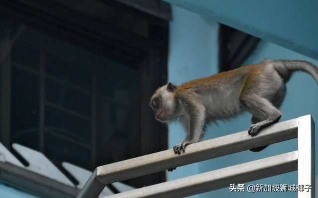 我要报警！新加坡的野猴冲进超市抢面包，惊呆路人……