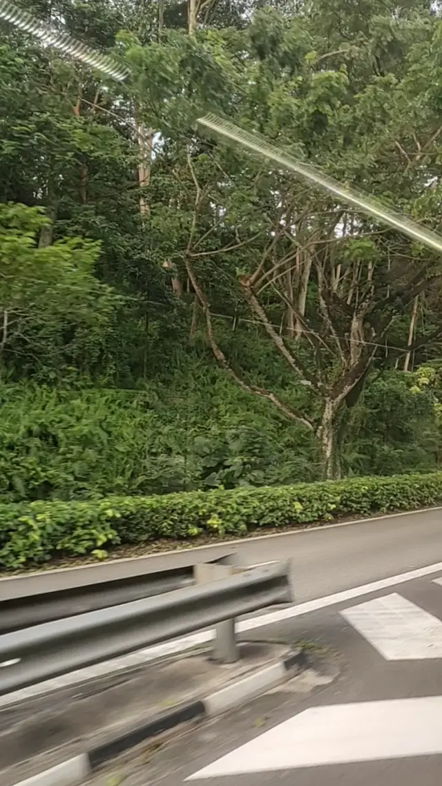 两分钟带你看新加坡的热带雨林。