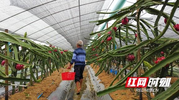 益阳赫山：甜蜜来袭！火龙果采摘尝鲜正当时