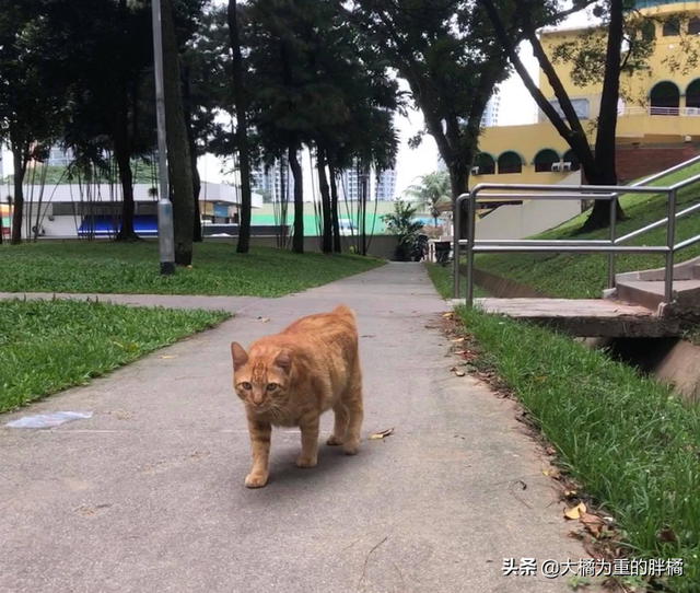 橘猫安稳生活十几年，却被2.5米长的蟒蛇“吞掉”，它先动的手