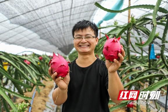 益阳赫山：甜蜜来袭！火龙果采摘尝鲜正当时