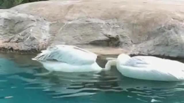 新加坡动物园里一只鹈鹕试图救死去的朋友，太感人了