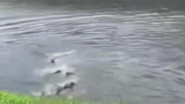 新加坡河里有两个帮派，水懒家族之间的斗争，场面挺好看的！