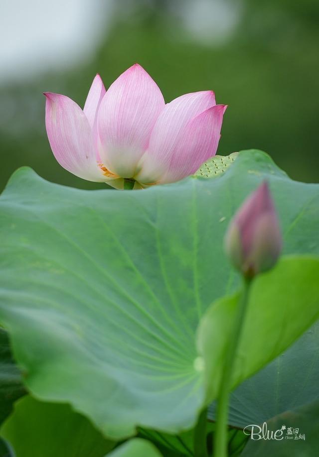 苏州相城，太多美食和美景，游客来了都不想走