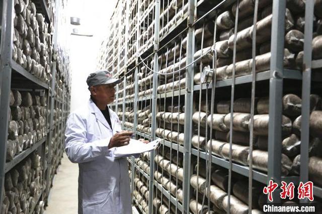 “中国木耳之乡”出口业务“回暖”两月订单量超上半年