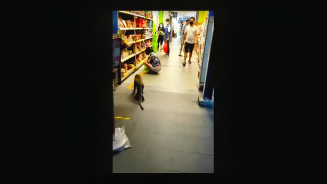 疯狂的新加坡猴子
