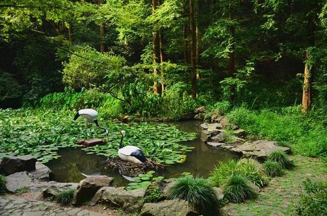 「骆驼旅行-杭州」雾里雨里，我会一直记得你（上）