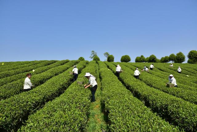 贵茶集团擦亮“干净茶”品牌