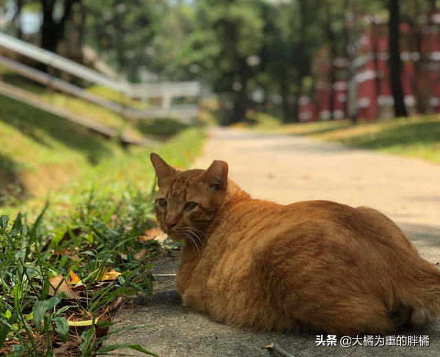 橘猫安稳生活十几年，却被2.5米长的蟒蛇“吞掉”，它先动的手