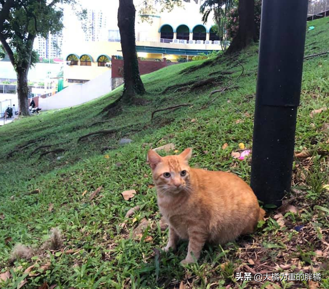 橘猫安稳生活十几年，却被2.5米长的蟒蛇“吞掉”，它先动的手