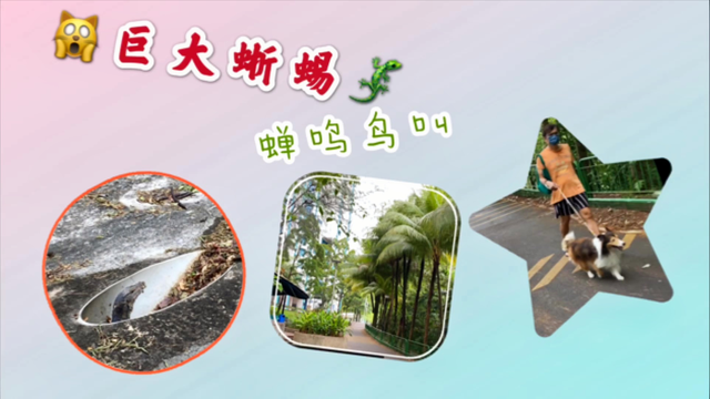 神奇的新加坡，居民区还能看到这个？吓人又好笑是野生动物园吗！