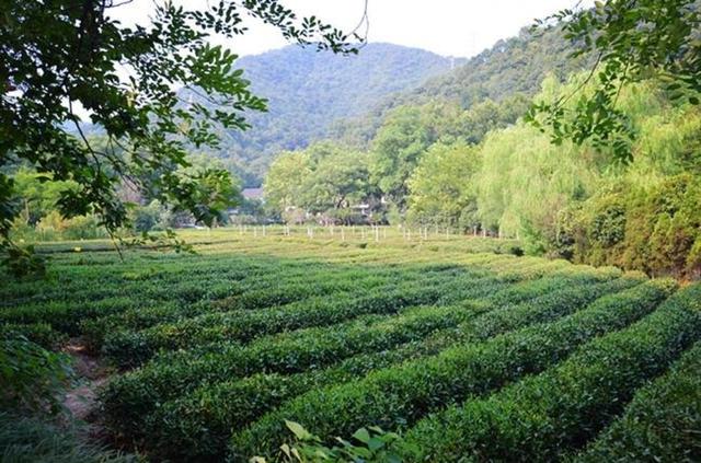 「骆驼旅行-杭州」雾里雨里，我会一直记得你（上）