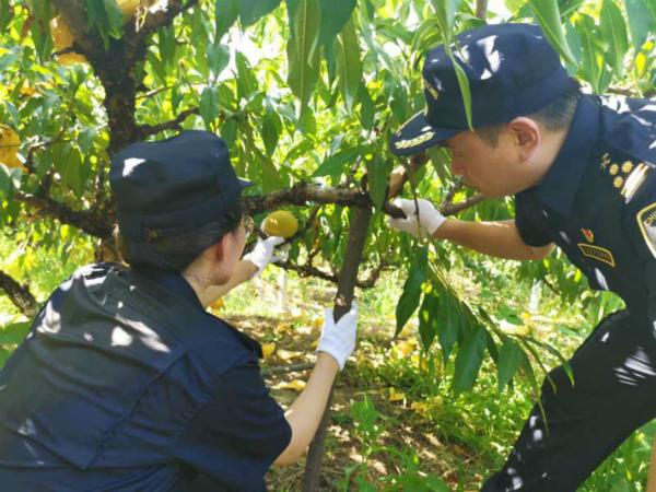 上海黄桃首次出口新加坡