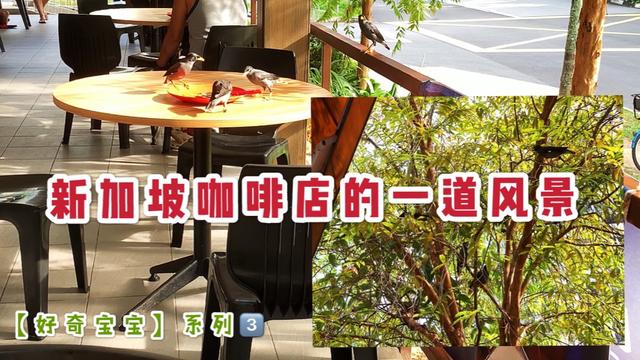 你知道新加坡咖啡店一道另类风景是什么吗？