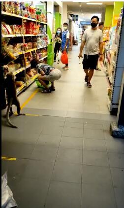 猴子闯进新加坡超市抢面包，面包商家赶紧蹭波流量